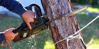 Best Tree Cabling and Bracing  in Wading River, NY