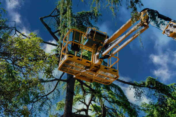 Best Tree Mulching  in Wading River, NY