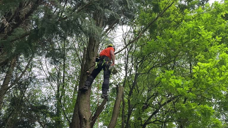 Best Arborist Consultation Services  in Wading River, NY