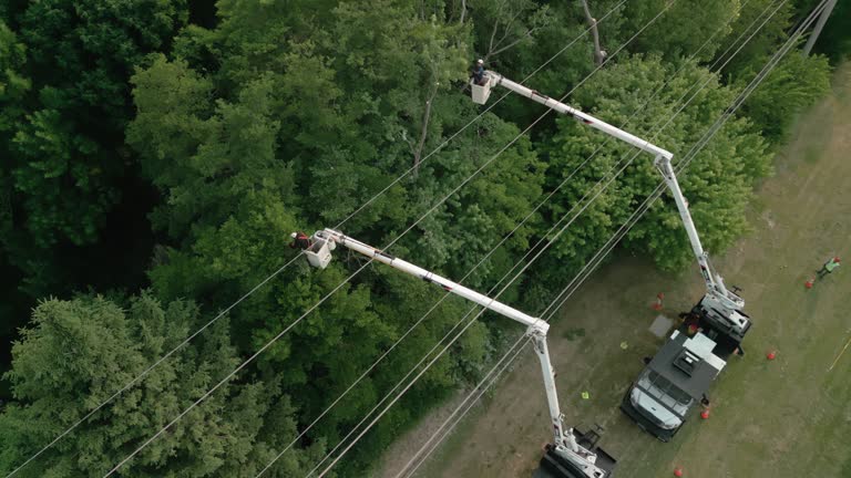 Best Root Management and Removal  in Wading River, NY