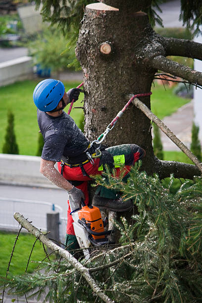 Wading River, NY Tree Removal Company