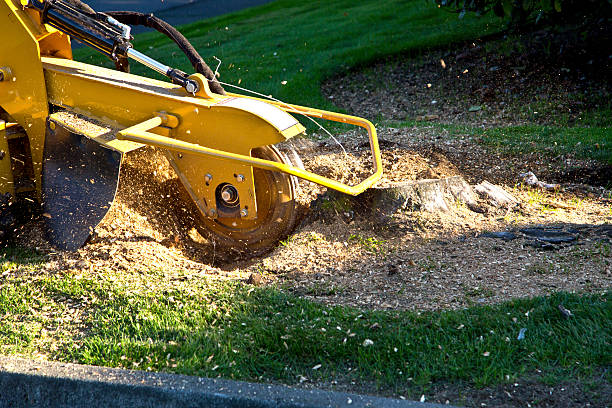 Best Storm Damage Tree Cleanup  in Wading River, NY